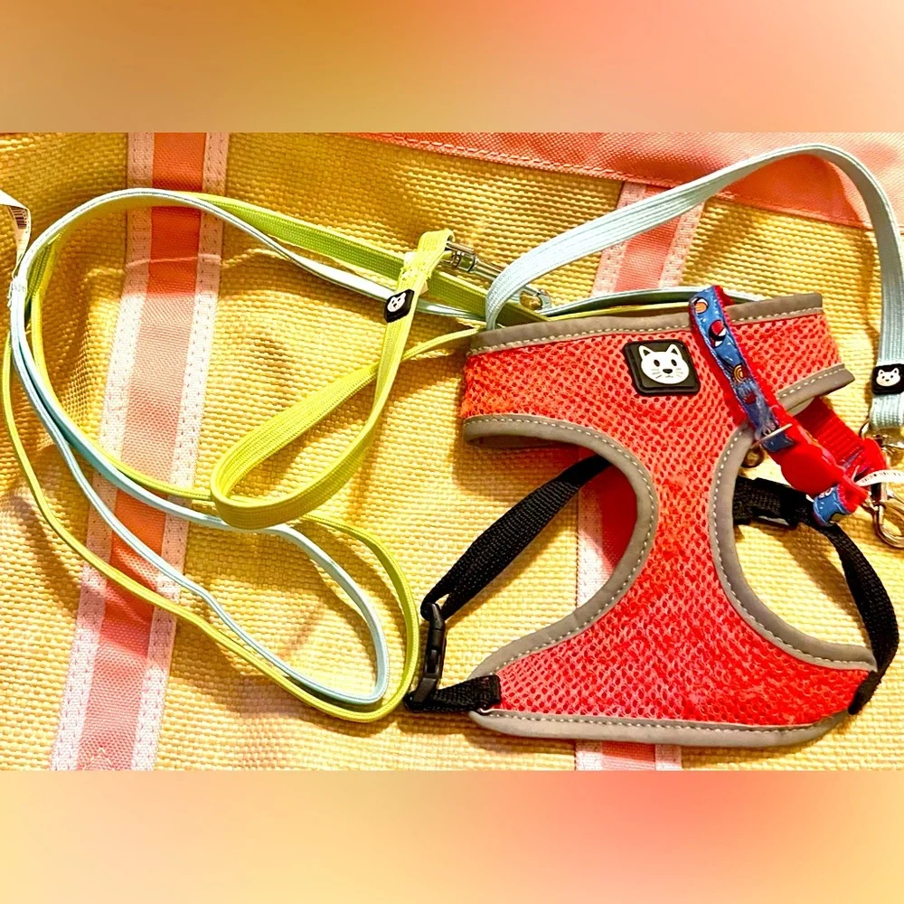 5 piece (minimum) cat bundle! Cat harness, cat leash, two cat collars, & a toy 😻